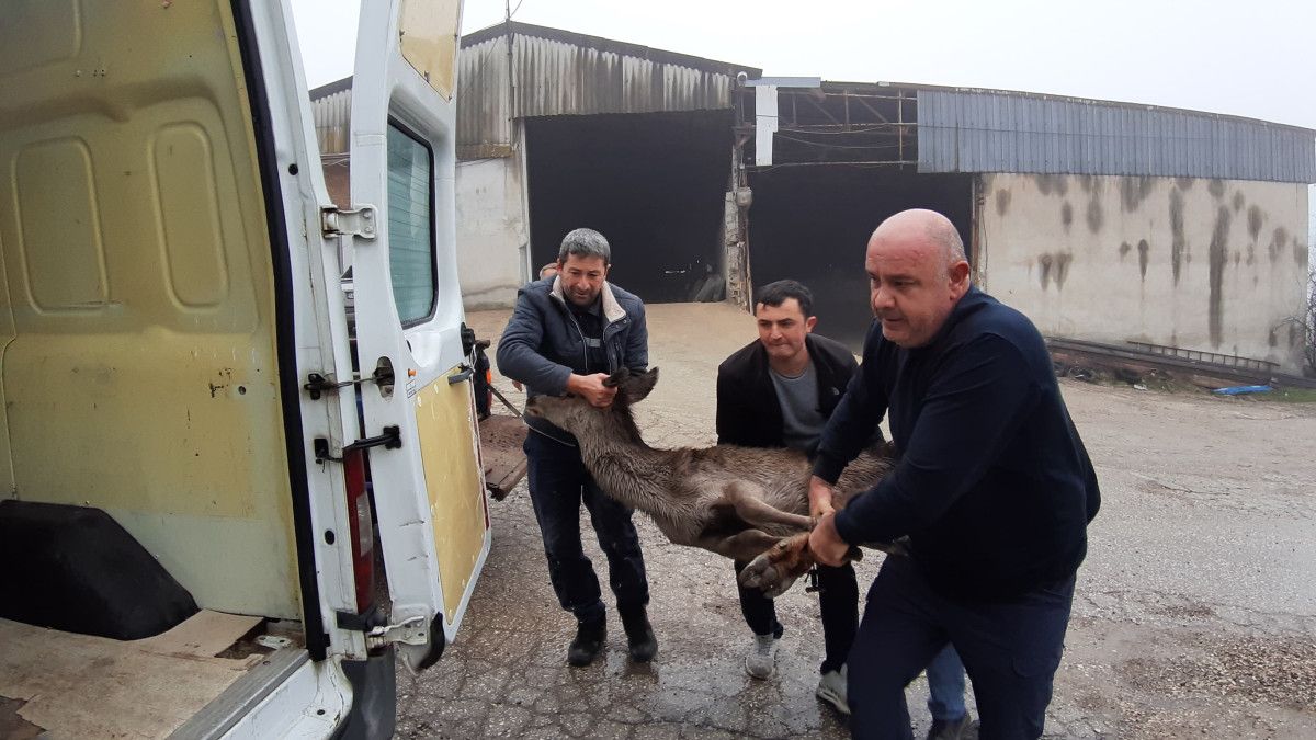 boluda yavru karaca sokak kopeklerinin saldirisina ugradi 3