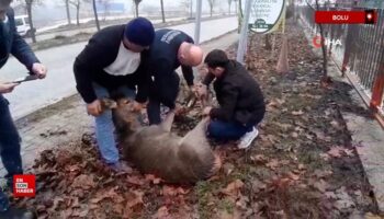 boluda yavru karaca sokak kopeklerinin saldirisina ugradi nT95zlk7