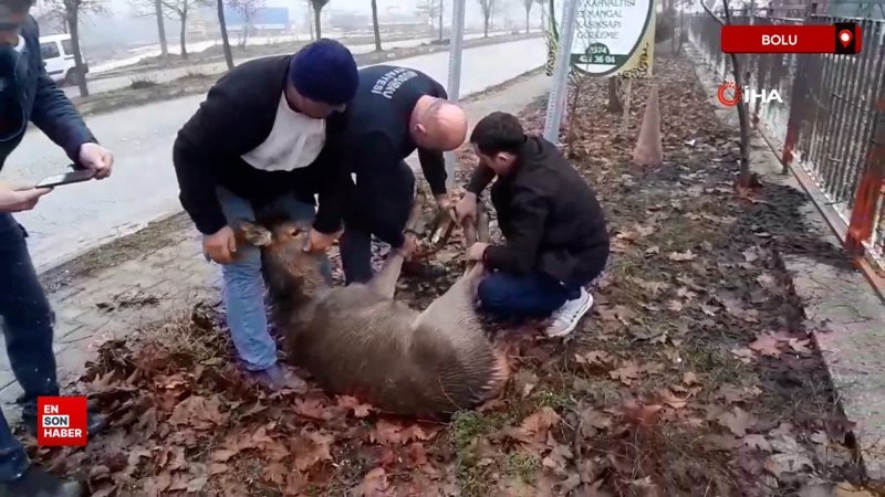 Bolu'da yavru karaca sokak köpeklerinin saldırısına uğradı 1 boluda yavru karaca sokak kopeklerinin saldirisina ugradi nT95zlk7