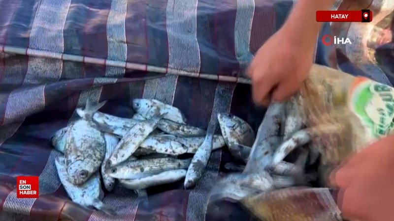 Hatay'da evden getirdikleri perdeyle kanalda balık yakaladılar 1 hatayda evden getirdikleri perdeyle kanalda balik yakaladilar