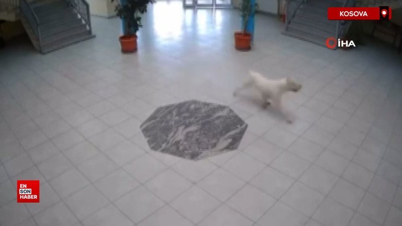 Kosova’da okula giren köpek öğrencilere saldırdı 1 kosovada okula giren kopek ogrencilere saldirdi 5CDJqdhL