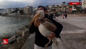 mersin silifke sahillerinde dolasan pelikan insanlarin maskotu oldu 7pUBxEFc
