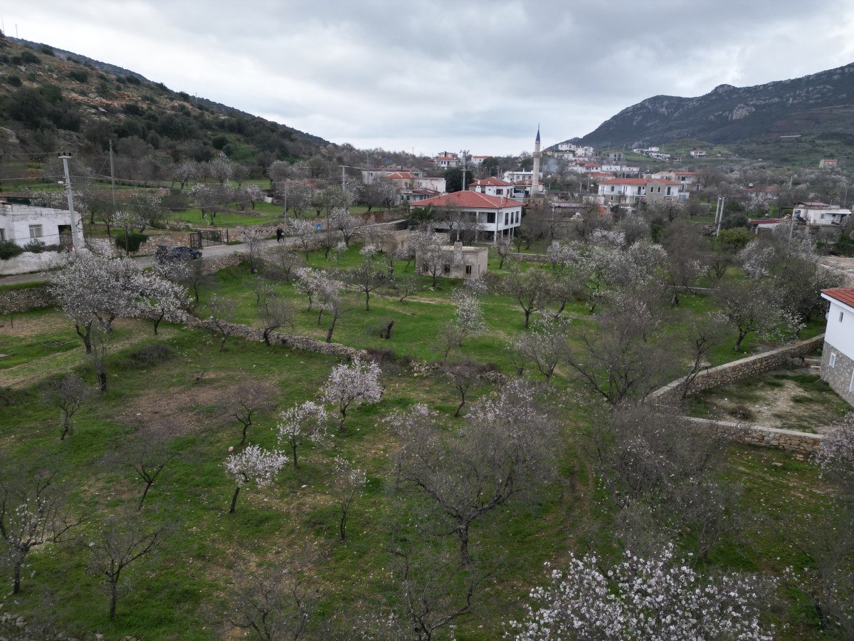 muglada badem agaclari cicek acti 1 XPstONVu