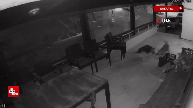 Sakarya'da 2 köpek kediye saldırdı 1 sakaryada 2 kopek kediye saldirdi I54kfpw7