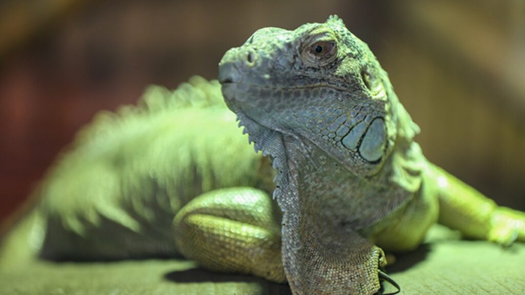 tayvandan 120 binden fazla yesil iguanaya yonelik itlaf karari yyCx6HJJ