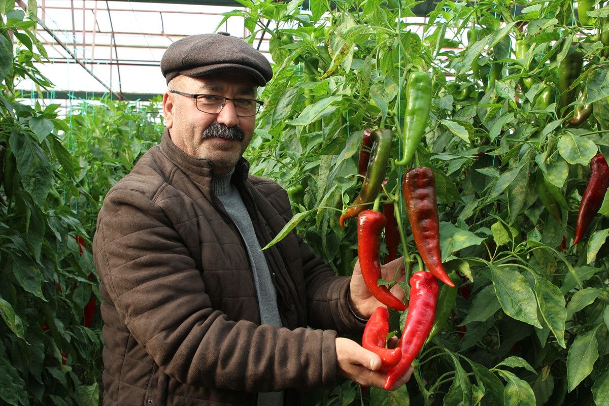 antalya kastaki sis tarim uretimine katki sagliyor 0 ue7pGD3f