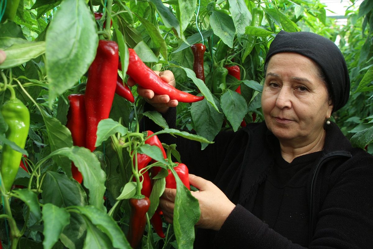 antalya kastaki sis tarim uretimine katki sagliyor 3