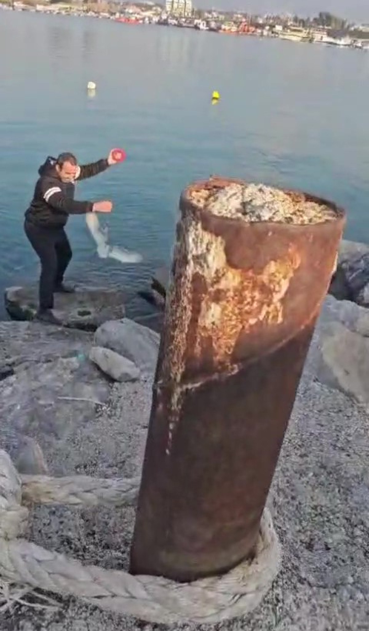 hatayda balikcinin oltasina marti takildi 0 MeN3wAPg