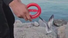 hatayda balikcinin oltasina marti takildi GHnB7ETS