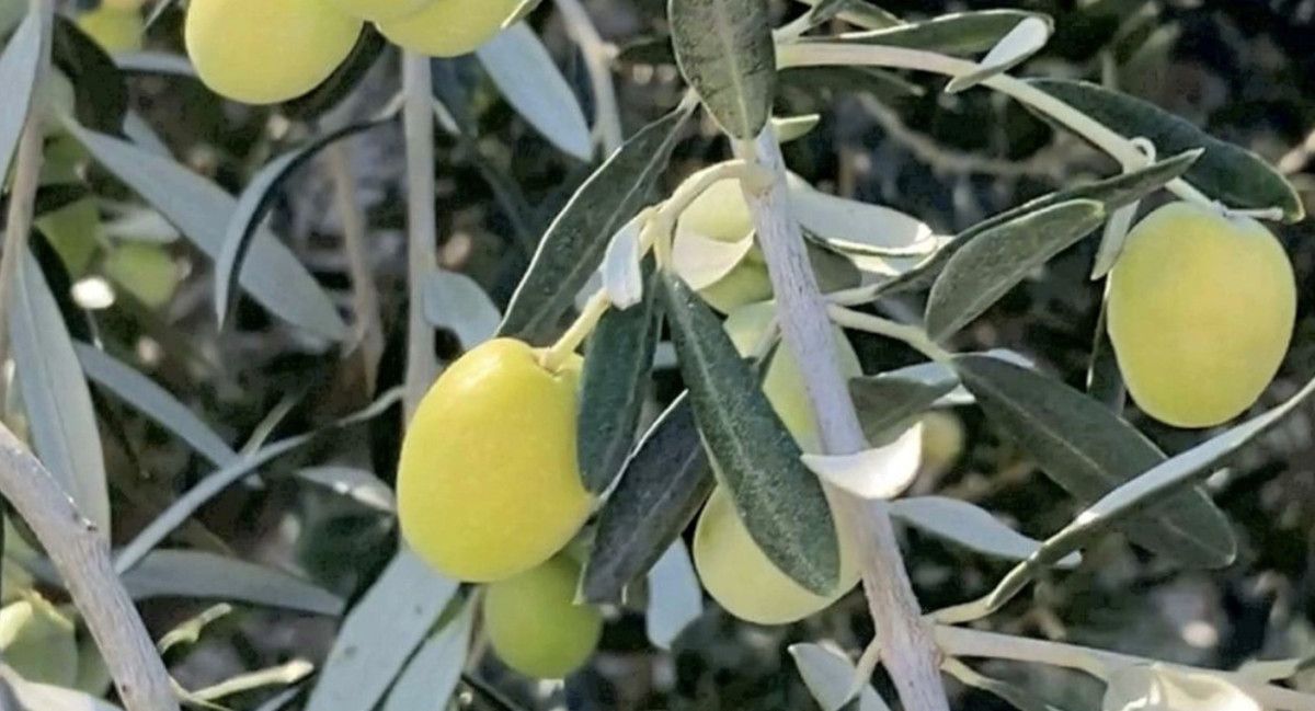 mersinden 150 bin tonluk zeytin rekoltesi 0 KgjUAHZG
