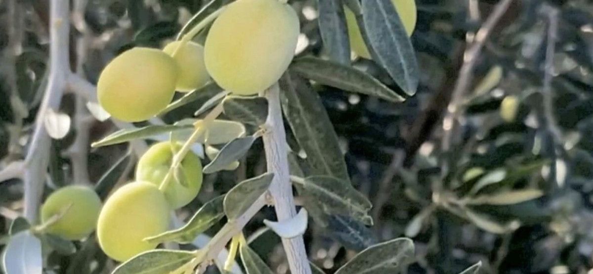 mersinden 150 bin tonluk zeytin rekoltesi 1 Y3HAC7JK