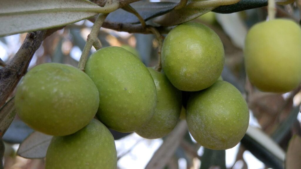 mersinden 150 bin tonluk zeytin rekoltesi JbtstOTb