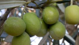 mersinden 150 bin tonluk zeytin rekoltesi JbtstOTb