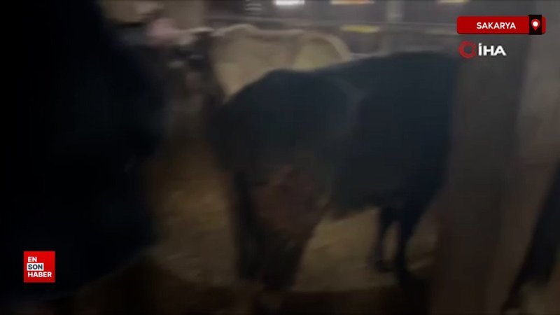 Sakarya'da hayvan hırsızlığı yapan çeteye operasyon 1 sakaryada hayvan hirsizligi yapan ceteye operasyon CqiyyrfC